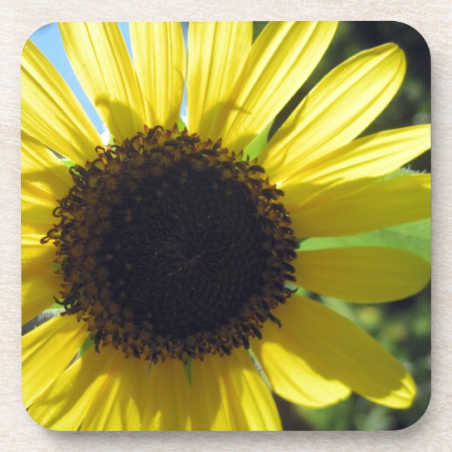 Yellow Sunflower Coaster (Front)
