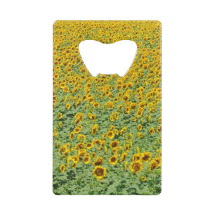 Yellow Sunflower Field