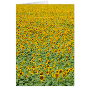 Yellow Sunflower Field