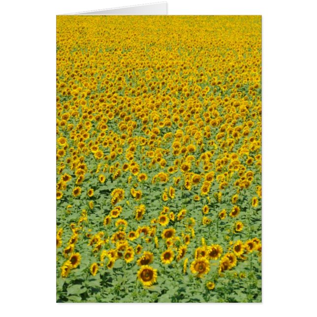 Yellow Sunflower Field (Front)