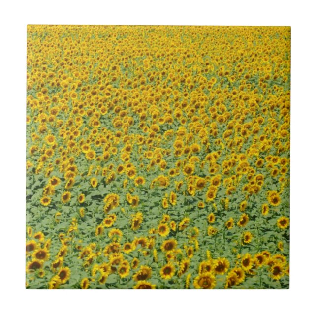 Yellow Sunflower Field Ceramic Tile (Front)