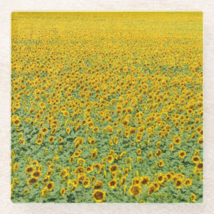 Yellow Sunflower Field Glass Coaster