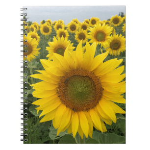 Yellow Sunflower Field Harvest Notebook