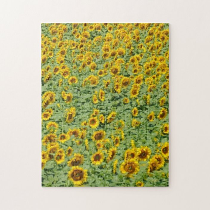 sunflower farm jigsaw puzzle sunflower farm jigsaw puzzle