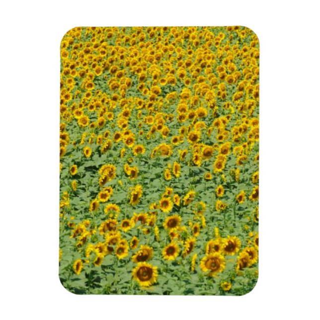 Yellow Sunflower Field Magnet (Vertical)