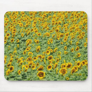 Yellow Sunflower Field Mouse Pad