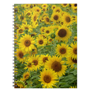 Yellow Sunflower Field Notebook
