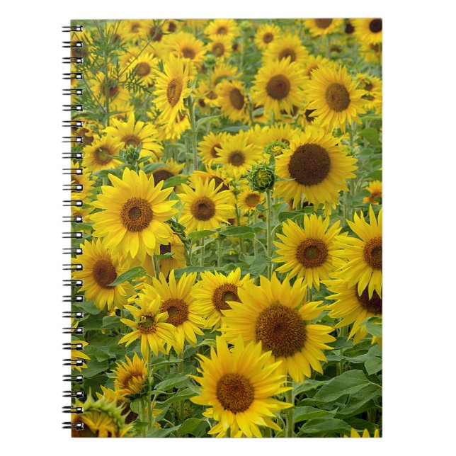 Yellow Sunflower Field Notebook (Front)