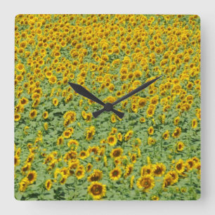 Yellow Sunflower Field Square Wall Clock