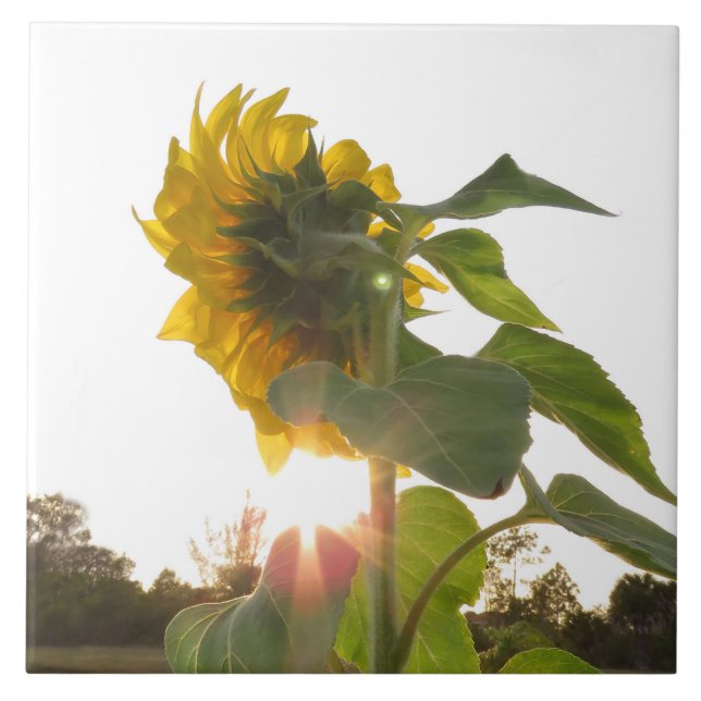 Yellow Sunflower Flower Spiegeland Tile (Front)