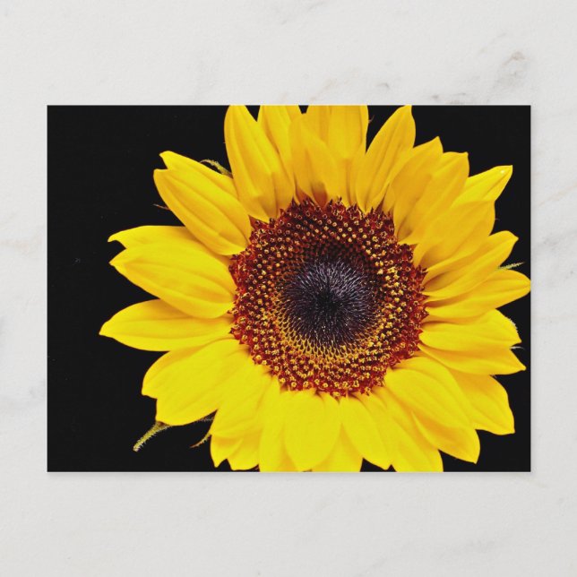 Yellow sunflower  flowers postcard (Front)