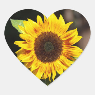Yellow Sunflower Heart Shaped sticker