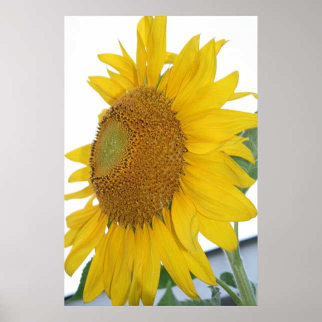 yellow sunflower macro art poster (Front)