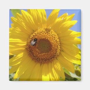 Yellow Sunflower Magnet