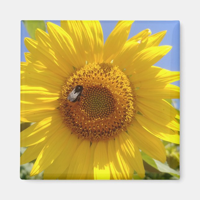 Yellow Sunflower Magnet (Front)
