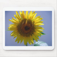 Yellow Sunflower