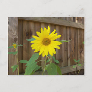 Yellow Sunflower near a brown fence Postcard