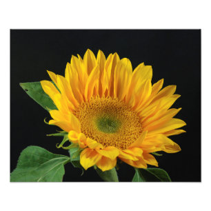 Yellow Sunflower on Black Background Photo Print