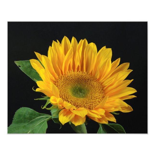 Yellow Sunflower on Black Background Photo Print (Front)