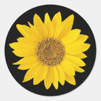 Yellow Sunflower on Black