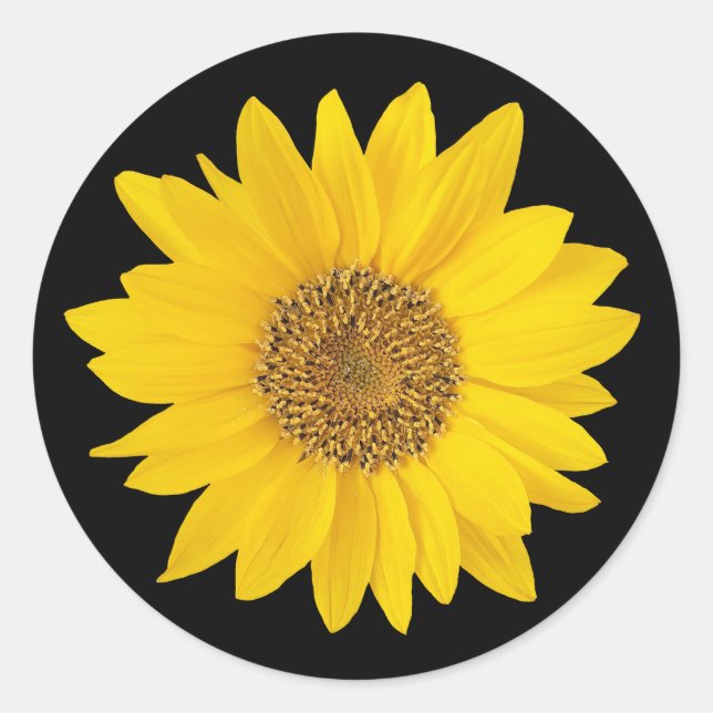 Yellow Sunflower on Black Classic Round Sticker (Front)