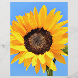 Yellow Sunflower on Blue Sky Letterhead Summer