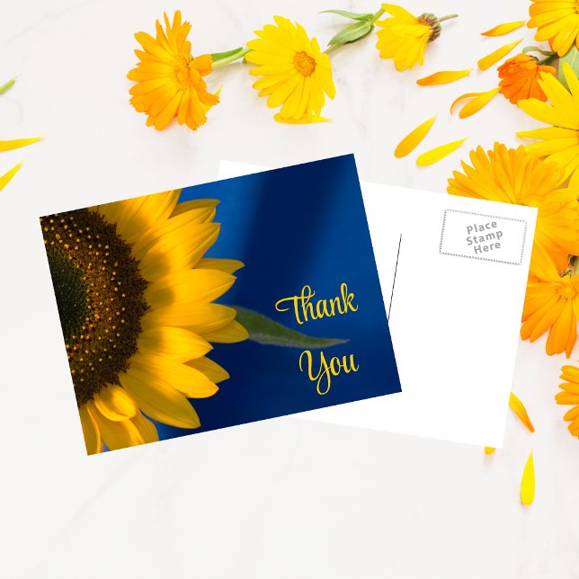 Yellow Sunflower on Blue Thank You Postcard (Creator Uploaded)