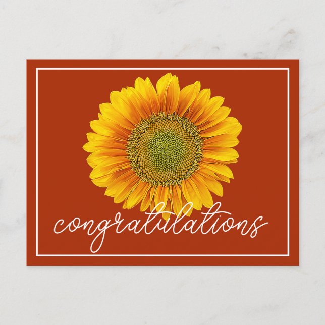 Yellow Sunflower Orange Background Congratulations Postcard (Front)