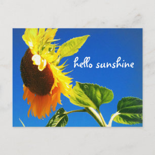 Yellow Sunflower Photo Hello Sunshine Script Bold Postcard