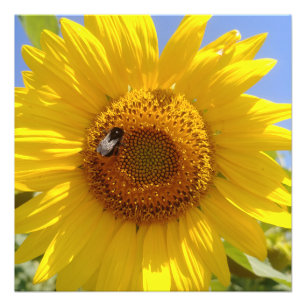 Yellow Sunflower Photo Print