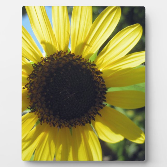 Yellow Sunflower Plaque (Front)
