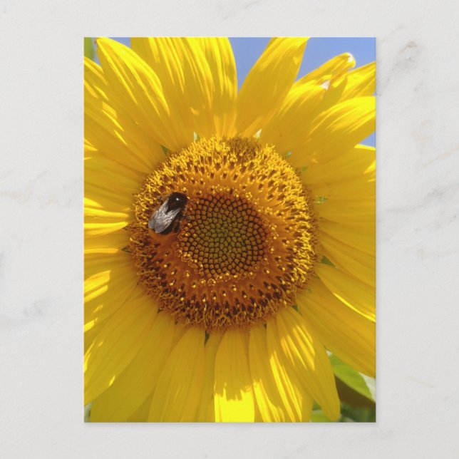 Yellow Sunflower Postcard (Front)