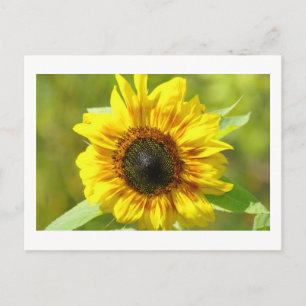 Yellow Sunflower Postcard