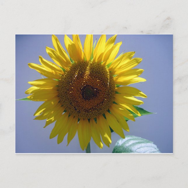 Yellow Sunflower Postcard (Front)
