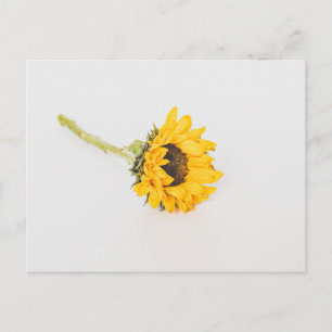 Yellow Sunflower Postcard