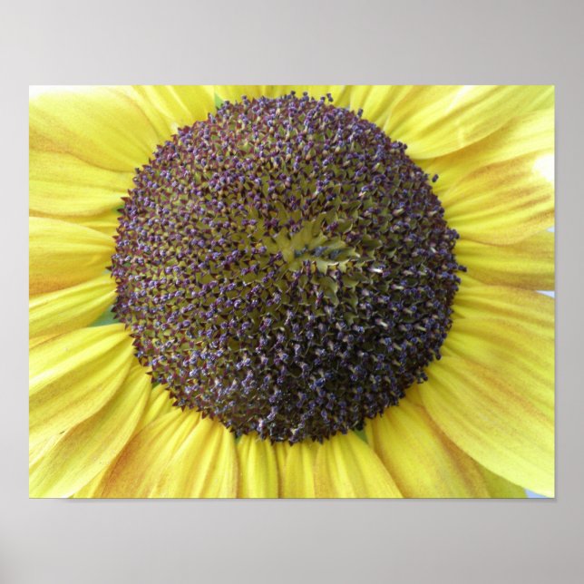 Yellow Sunflower Print (Front)