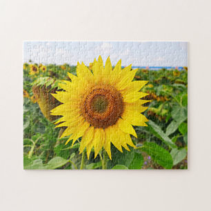 yellow sunflower puzzles