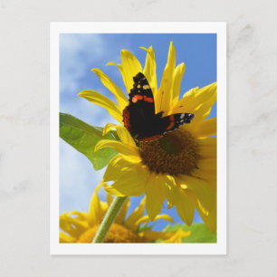 Yellow Sunflower & Red Admiral Butterfly Postcard
