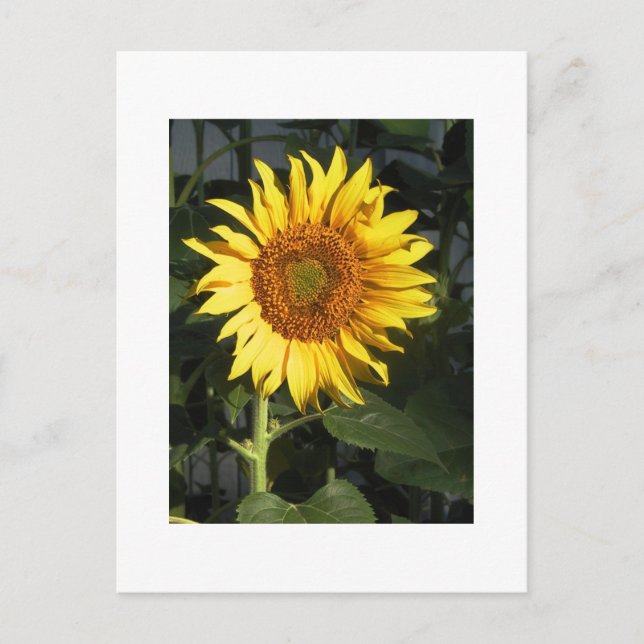 Yellow Sunflower Save The Date Cards (Front)