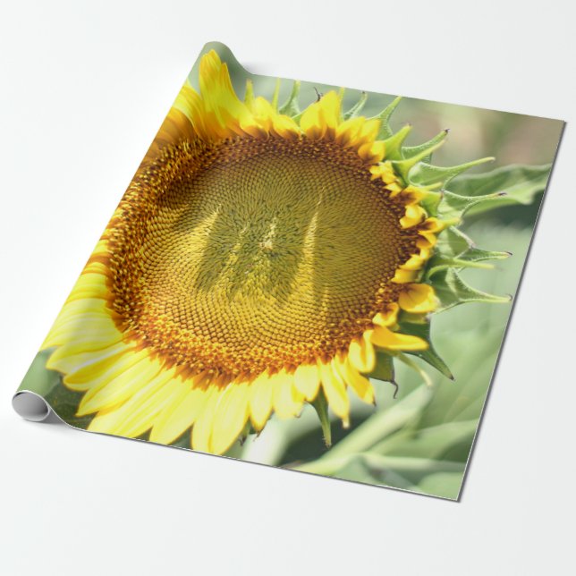 Yellow sunflower wrapping paper (Unrolled)