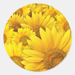 Yellow Sunflowers Classic Round Sticker