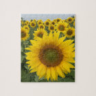 Yellow Sunflowers Colourful Harvest Puzzle