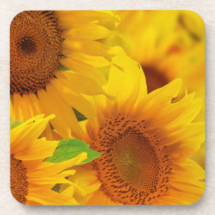Yellow Sunflowers Cork Coaster