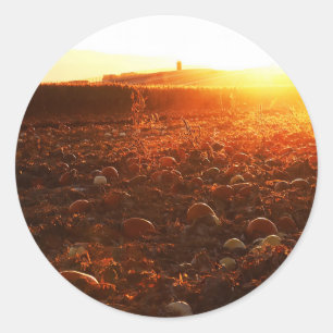 Yellow Sunset Pumpkin Patch  Classic Round Sticker