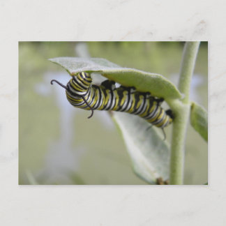Yellow swallow tail butterfly caterpillar postcard