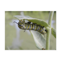 Yellow swallow tail butterfly caterpillar postcard
