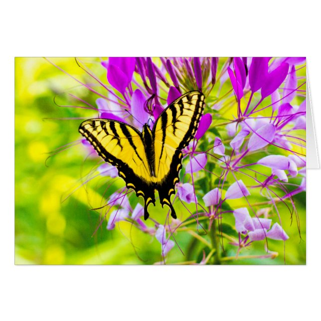 Yellow Swallowtail Butterfly (Front Horizontal)