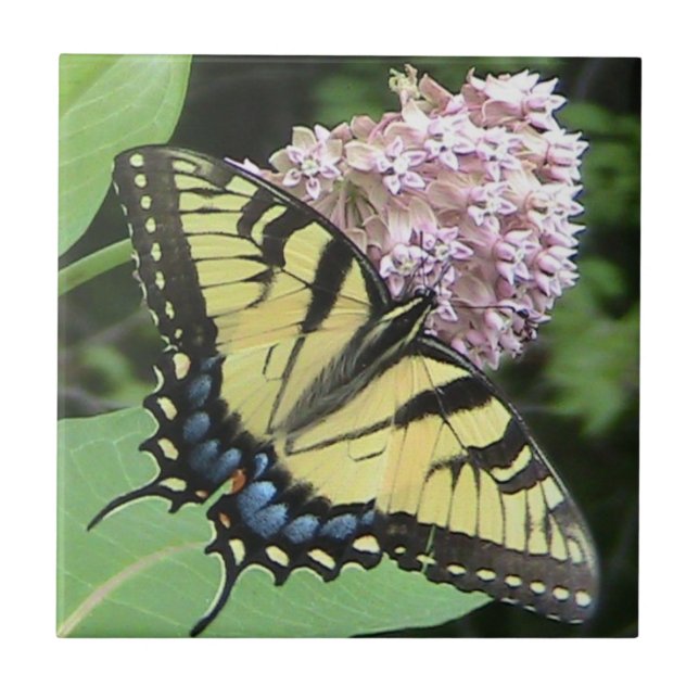 Yellow Swallowtail Butterfly Decorative Tile (Front)