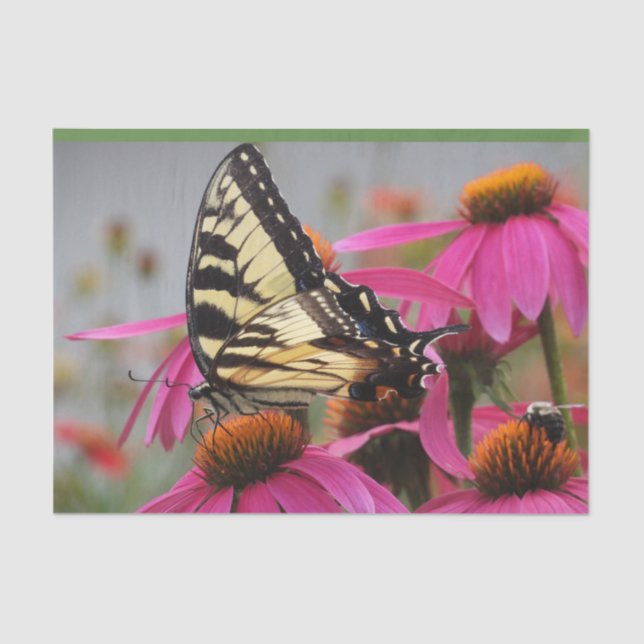 Yellow Swallowtail Butterfly on Echinacea Tissue Paper (Front)