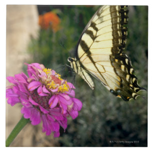 Yellow swallowtail butterfly perches on a zinnia ceramic tile